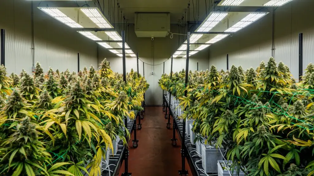 Hemp Merchant Processing