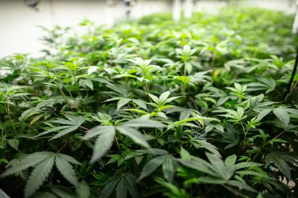 Cannabinoids high risk merchant account