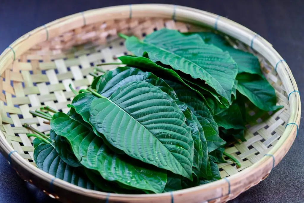 kratom leaves, kratom merchant accounts