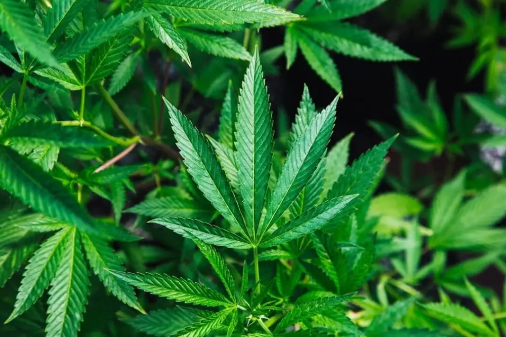 farm bill 2018, hemp merchant accounts